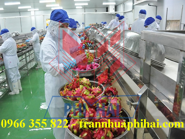 trần nhựa nhà máy chế biến thanh long