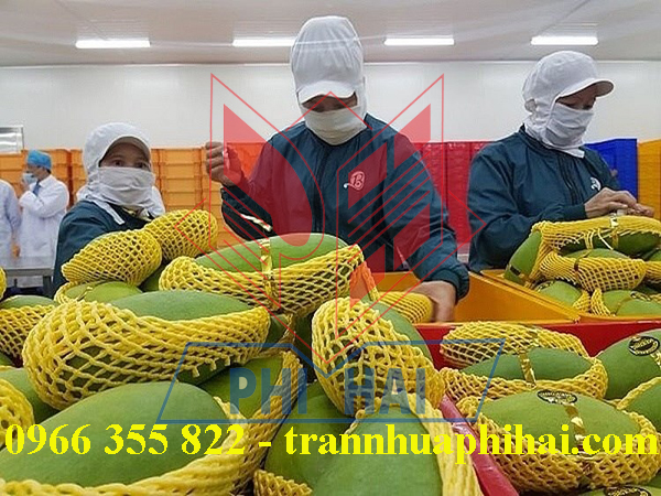 trần nhựa nhà máy chế biến xoài